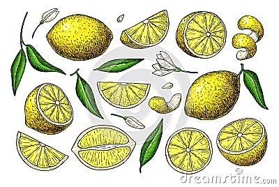 Lemon vector drawing. Summer fruit artistic illustration. Vector Illustration