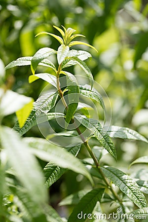 Lemon verbena used for fragrance and flavor in garden Stock Photo