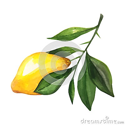 Lemon watercolor illustration. Vector lemons Watercolor style. Lemons isolated. Citrus watercolor illustration Vector Illustration