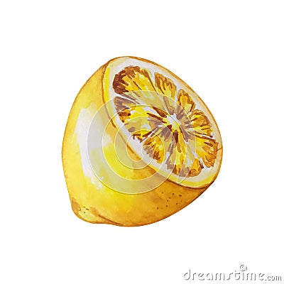 Lemon watercolor illustration. Vector lemons Watercolor style. Lemons isolated. Citrus watercolor illustration Vector Illustration