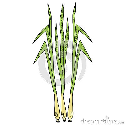 Lemongrass in color Vector Illustration