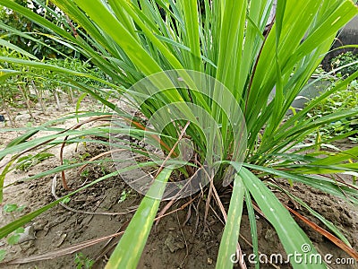 Lemongrass leaves, very fertile planted in the back of the house, for a mixture of cooking spices Stock Photo