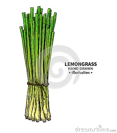 Lemongrass vector drawing. Isolated illustration of leaves. Organic essential oil sketch. Vector Illustration