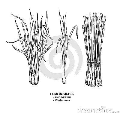 Lemongrass vector drawing. Isolated vintage illustration of leaves. Organic essential oil engraved style sketch. Vector Illustration