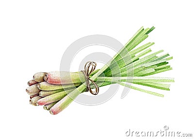 Lemongrass watercolor illustration. Hand drawn citronella spicy herb. Bunch of raw organic lemongrass on white background. Cartoon Illustration