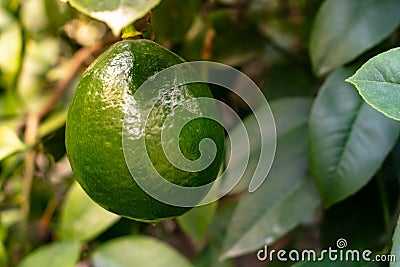 Lemons grow on a branch in a garden close up. Close up green color organic lemon citrus fruit on tree Stock Photo