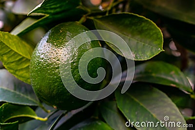 Lemons grow on a branch in a garden close up. Close up green color organic lemon citrus fruit on tree Stock Photo