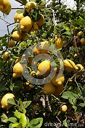Lemons grow on branches of fruit trees, selective focus. Lemon plantation, harvest season. Putrefaction of citrus fruits. The Stock Photo