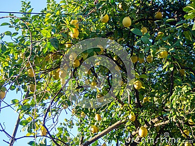 Lemons grow on a tree. Lemons ripened in the garden. Yellow fruits on the bush. Winter season in Georgia. Winter harvest Stock Photo