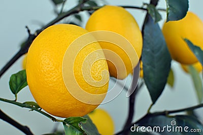 Lemons growing on a Lemon Tree Stock Photo