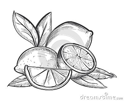 Lemons hand drawn vector illustration in black and white Vector Illustration