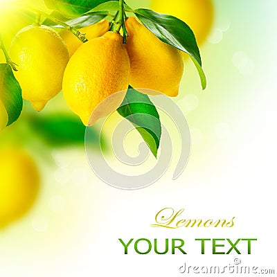 Lemons Hanging on a Lemon tree Stock Photo