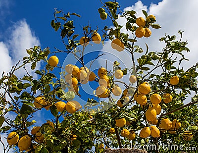 Lemons hanging from a tree in a lemon grove Stock Photo