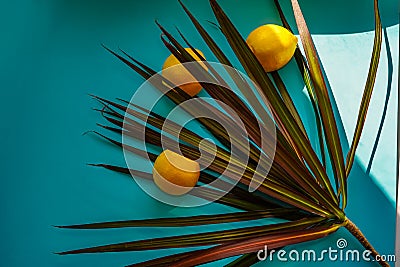 Lemons in leaves of indoor dracaena flower on a blue background and a ray of sun Stock Photo