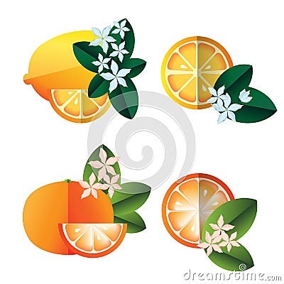 Lemons and oranges illustration Vector Illustration