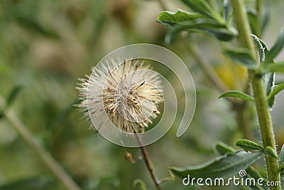 Lemonyellow false goldenaster Stock Photo