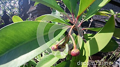 lempeni fruit is a traditional medicine for the balinese people of Indonesia Stock Photo