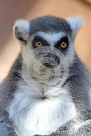 Lemur Stock Photo