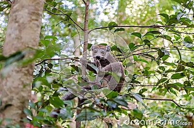 Lemur in Ankarana Park Madagascar Stock Photo