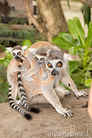 Lemur with babes on back at Khao Kheow Zoo, National Park of Thailand Stock Photo
