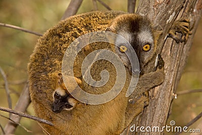 Lemur baby Stock Photo