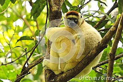 Lemur with a baby Stock Photo