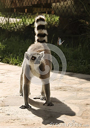 The Lemur and the Butterfly Stock Photo