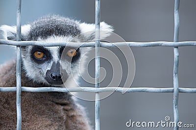 Lemur in a cage Stock Photo