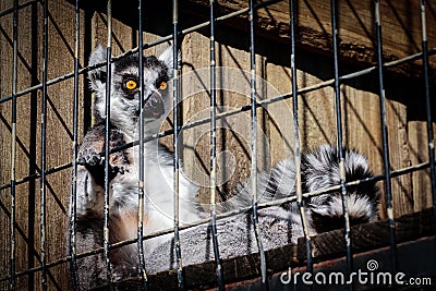 Lemur in a Cage Stock Photo