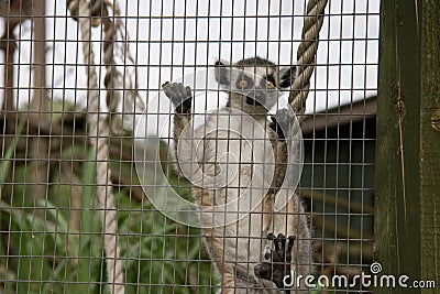 Lemur in a cage Stock Photo