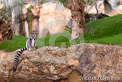 Lemur catta Lemuridae looking at camera while resting on a rock in a zoo Stock Photo