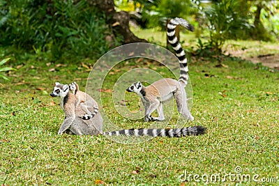 Lemur catta of Madagascar Stock Photo