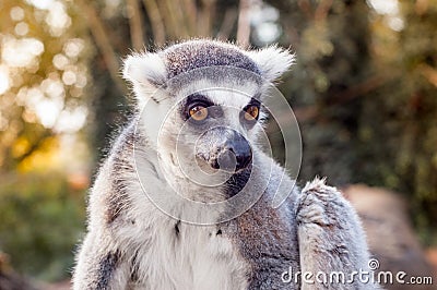 Lemur catta Stock Photo