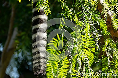 Lemur catta tail hanging from tree branch Stock Photo