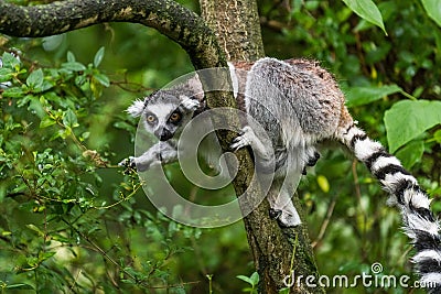 Lemur catta in ZOO Editorial Stock Photo