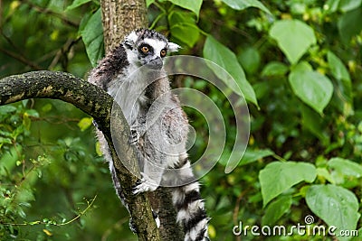 Lemur catta in ZOO Editorial Stock Photo
