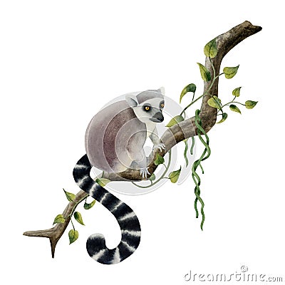 Lemur climbing on a branch with tropical vines and lianas watercolor illustration. Hand drawn cute tropical monkey Cartoon Illustration