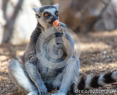 Lemur eats vegetables at the zoo Stock Photo