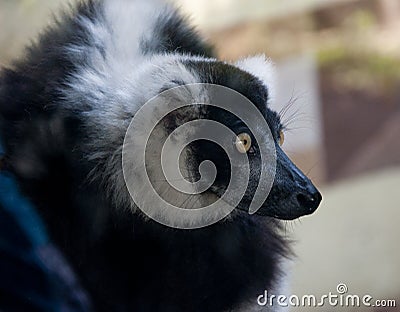 Lemur Stock Photo