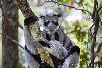 Lemur Stock Photo