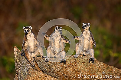 Lemur family. Madagascar wildlife, Ring-tailed Lemur, Lemur catta family, sunbathing on rock. Animal from Madagascar, Africa, Stock Photo