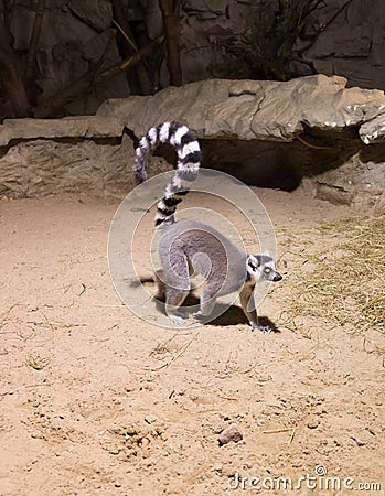 Lemur funny animal mammal Madagascar Stock Photo