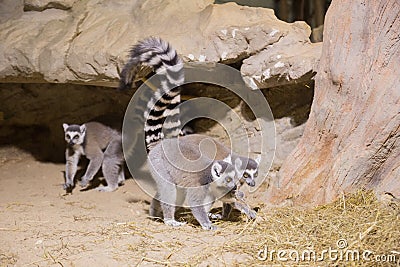 Lemur funny animal mammal Madagascar Stock Photo