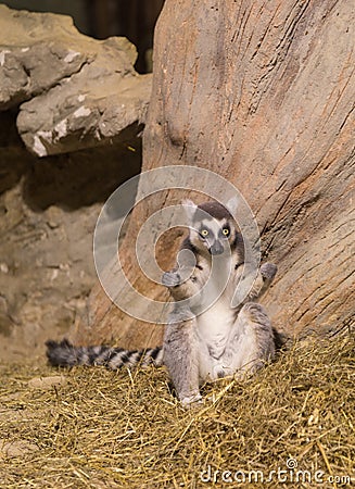 Lemur funny animal mammal Madagascar Stock Photo