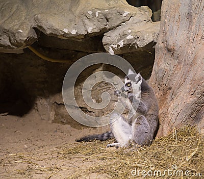 Lemur funny animal mammal Madagascar Stock Photo