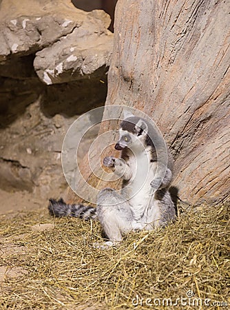 Lemur funny animal mammal Madagascar Stock Photo