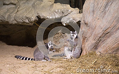Lemur funny animal mammal Madagascar Stock Photo
