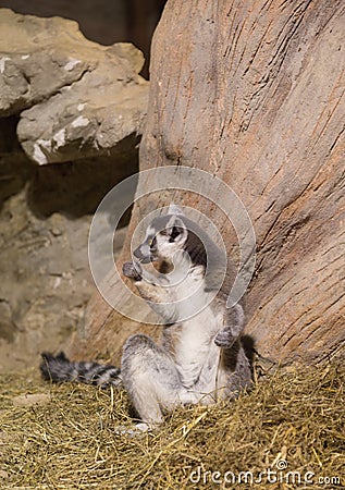 Lemur funny animal mammal Madagascar Stock Photo