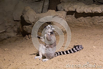 Lemur funny animal mammal Madagascar Stock Photo