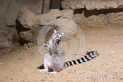 Lemur funny animal mammal Madagascar Stock Photo